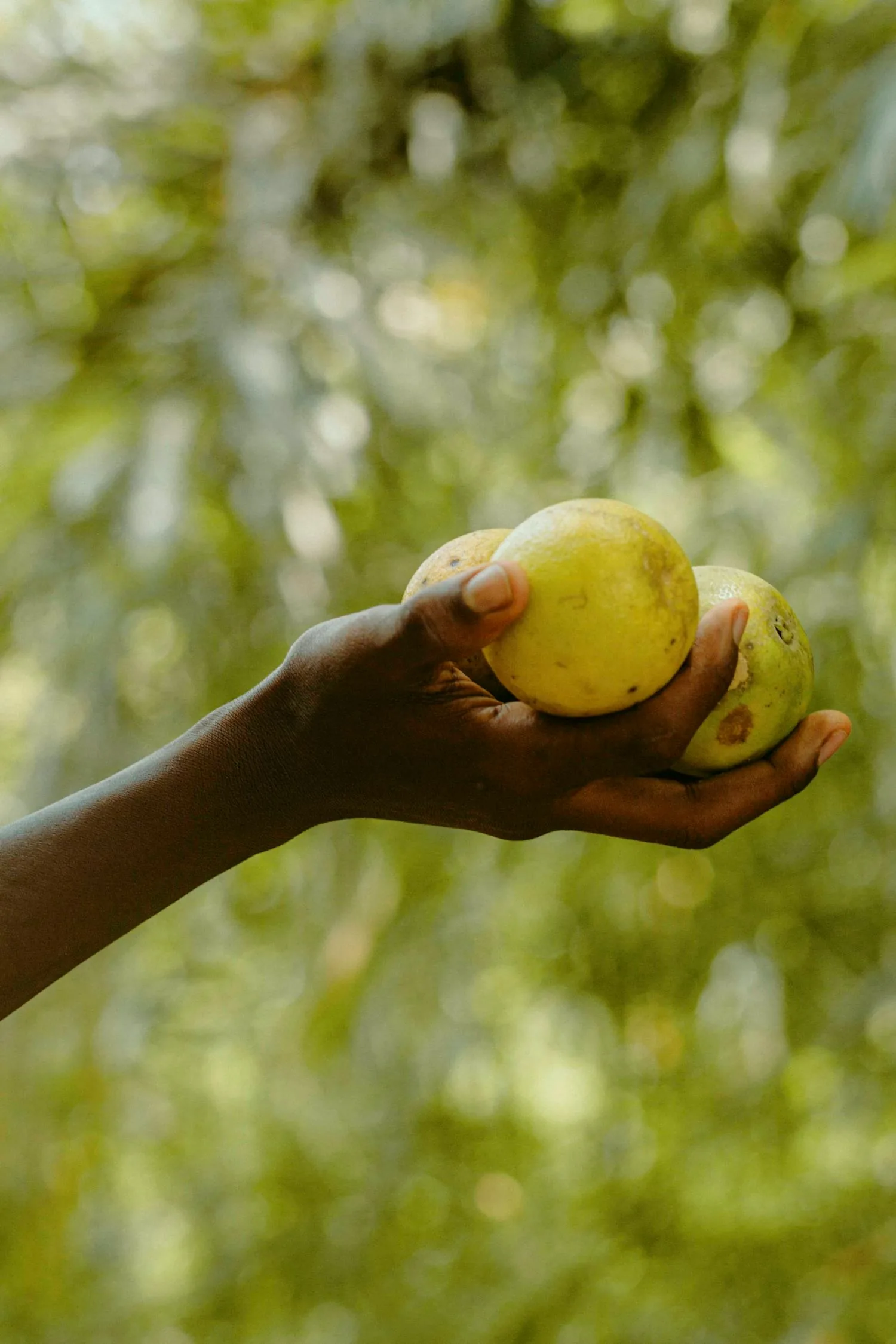Hands holding fresh fruit from our Banda orchards