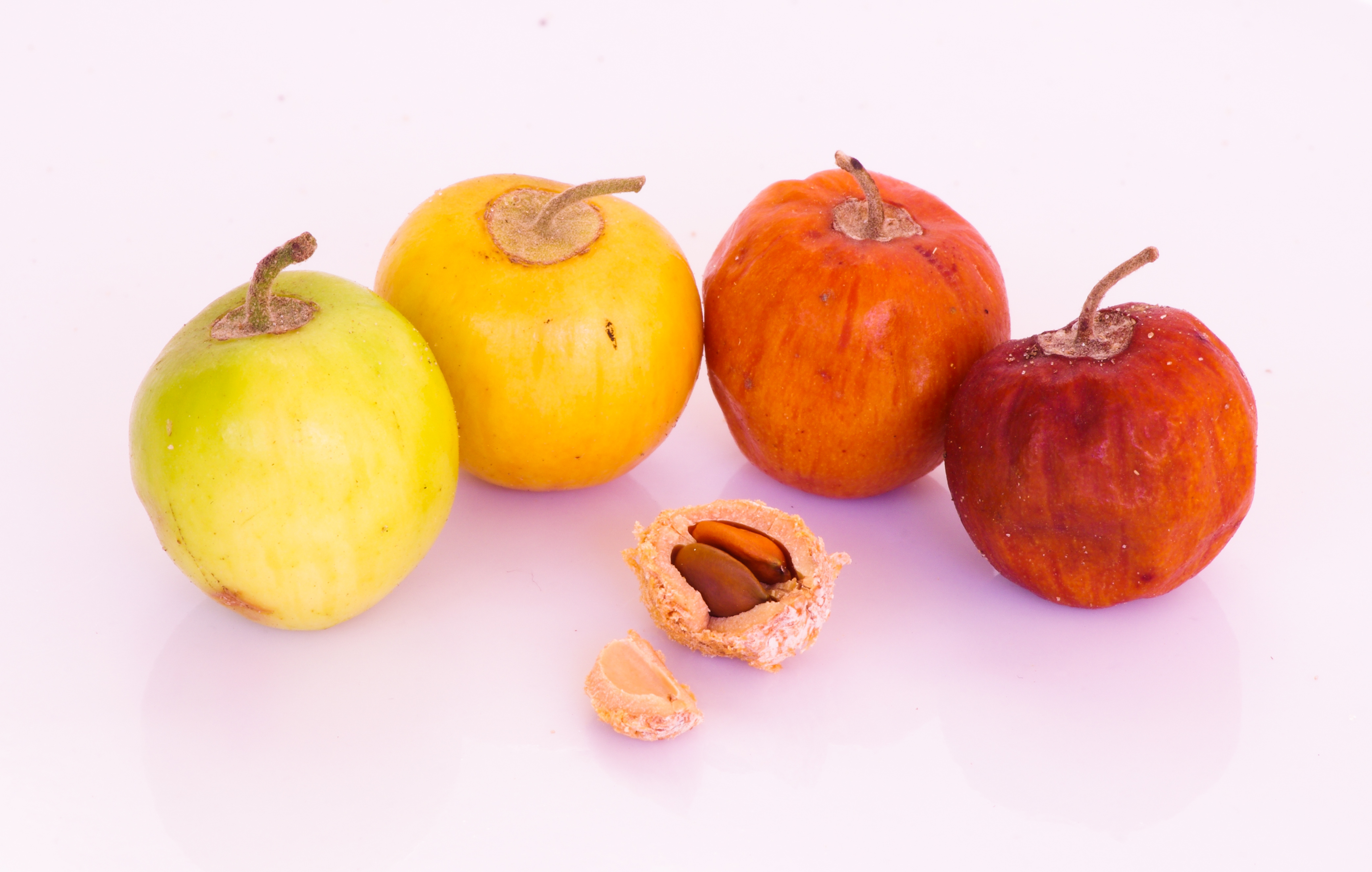 Hand-picked jujube fruit at peak ripeness