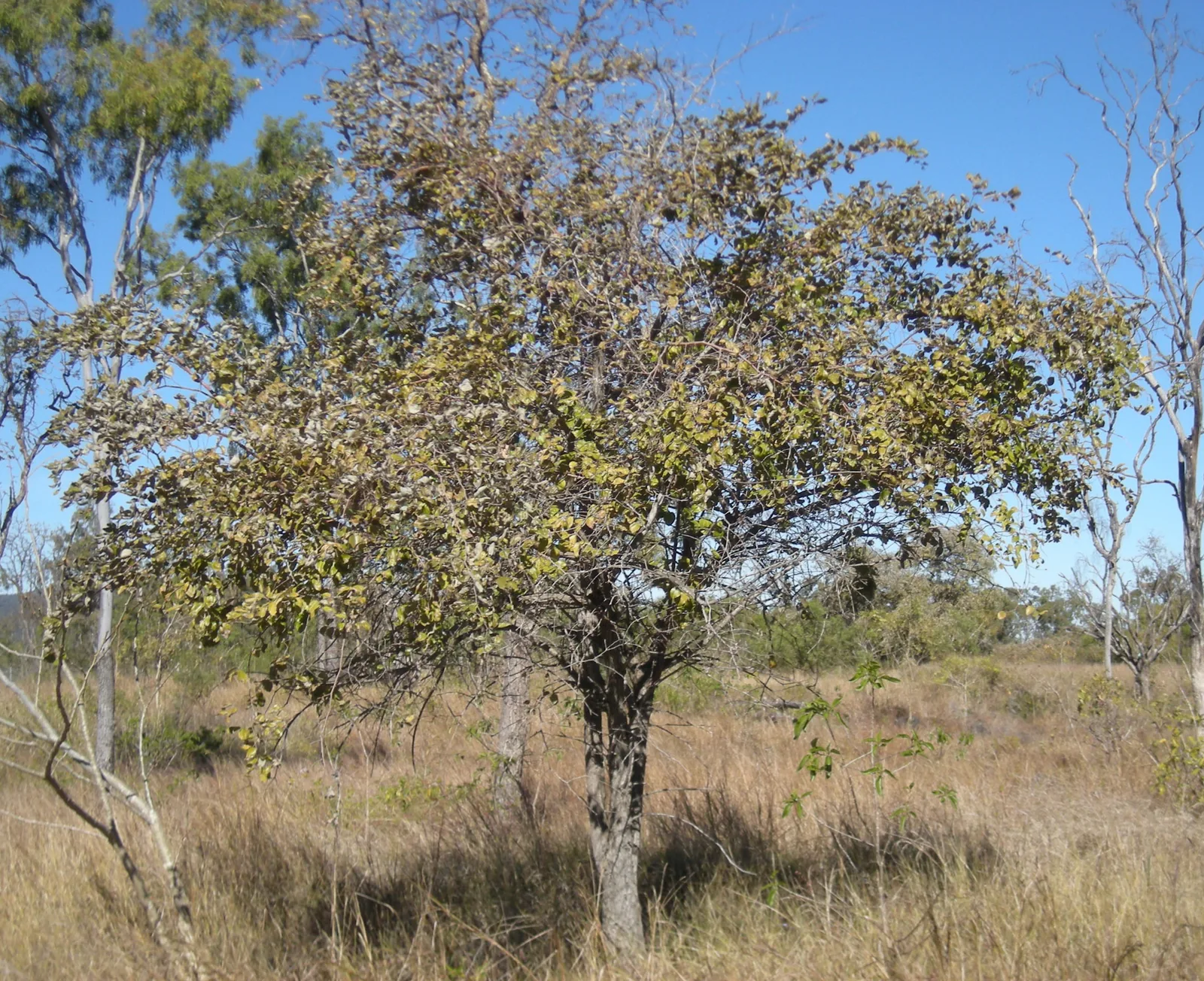 Indian jujube tree in fruit
