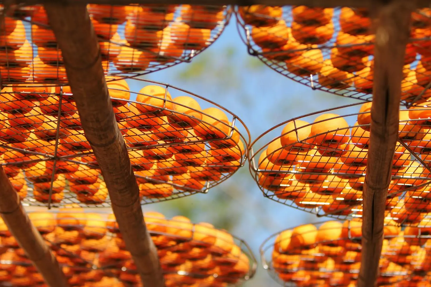 Sun-drying trays of fruit in the open