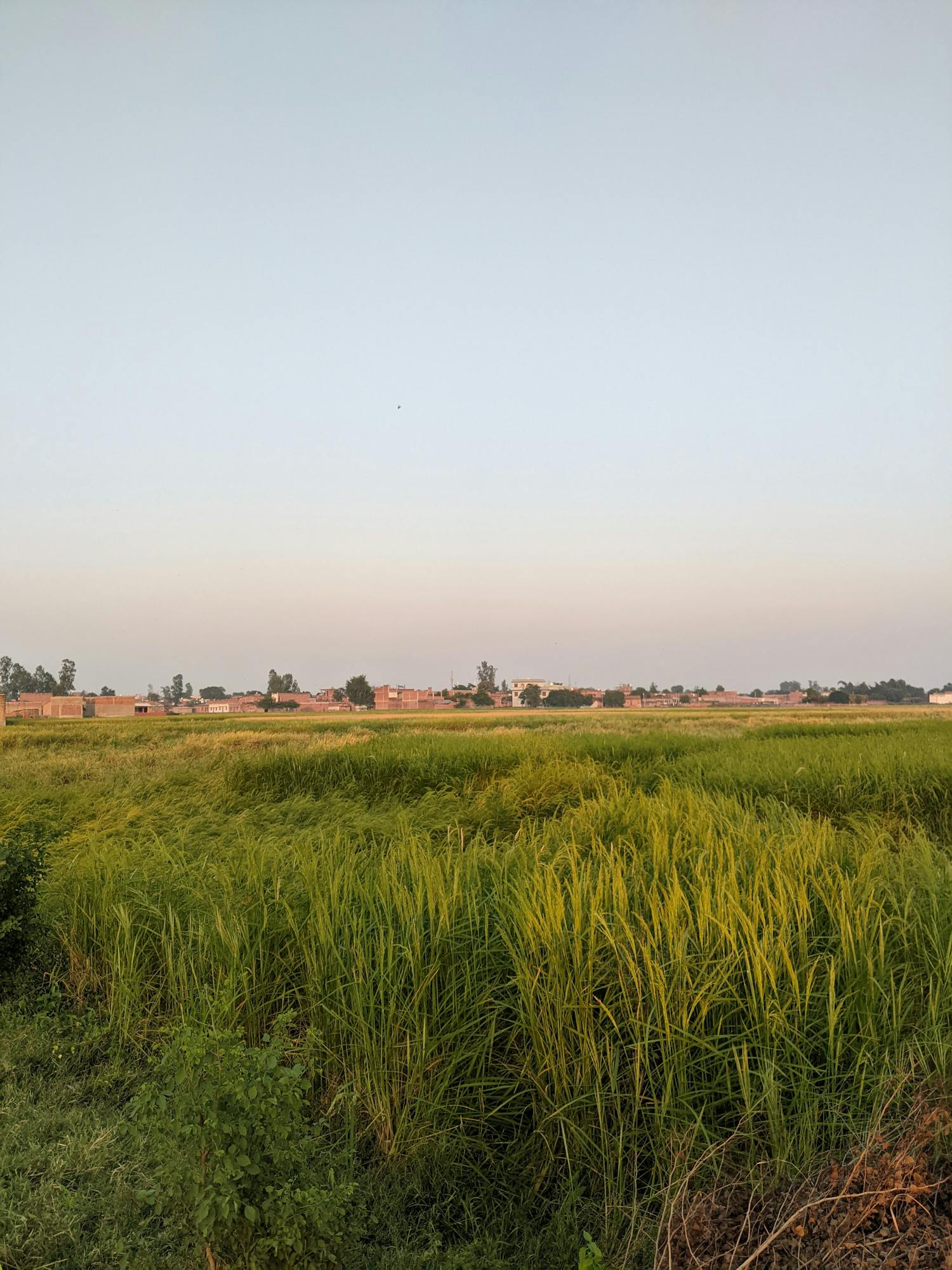 A Banda lane near our kitchen