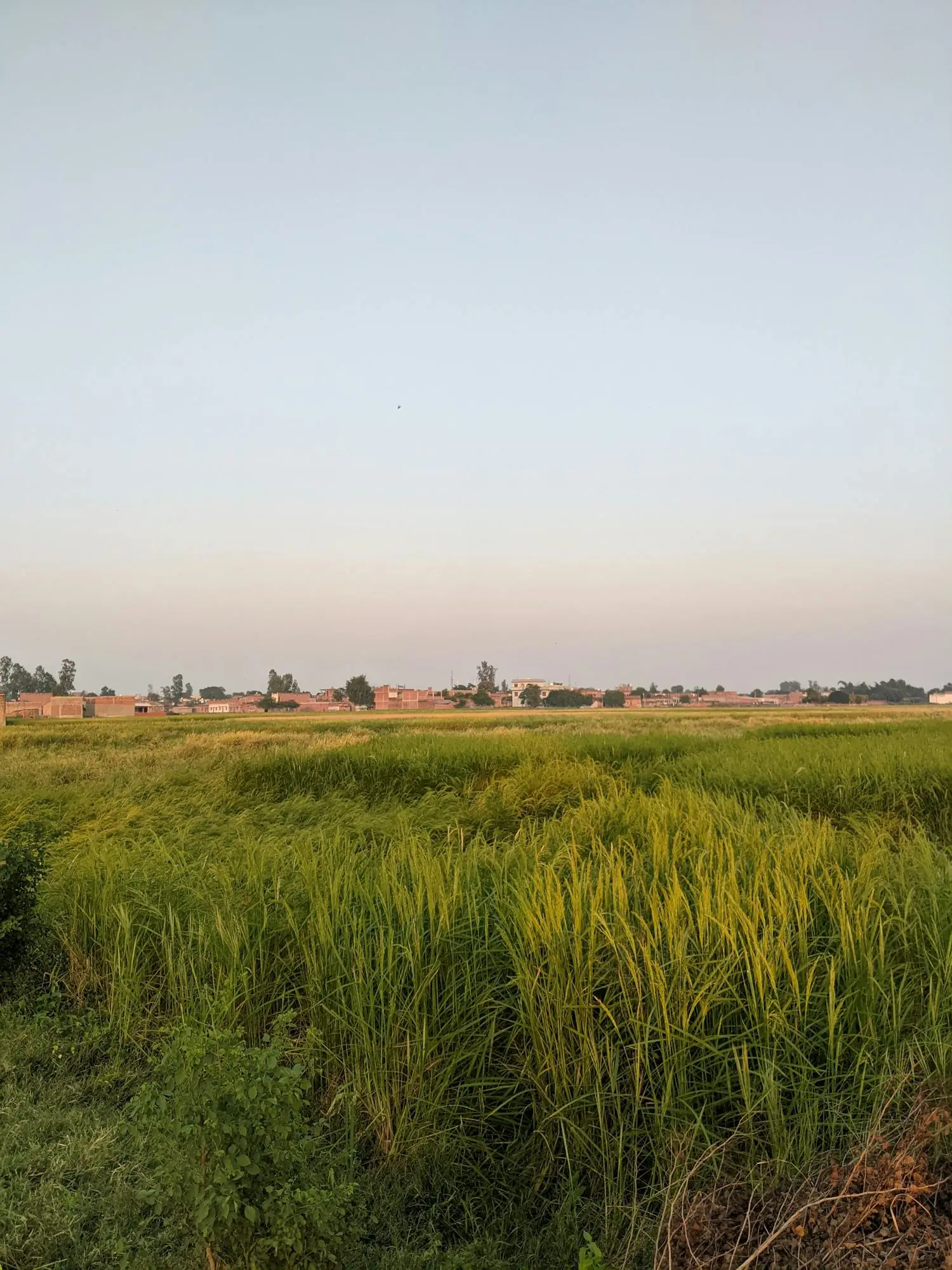 A Banda lane near our kitchen
