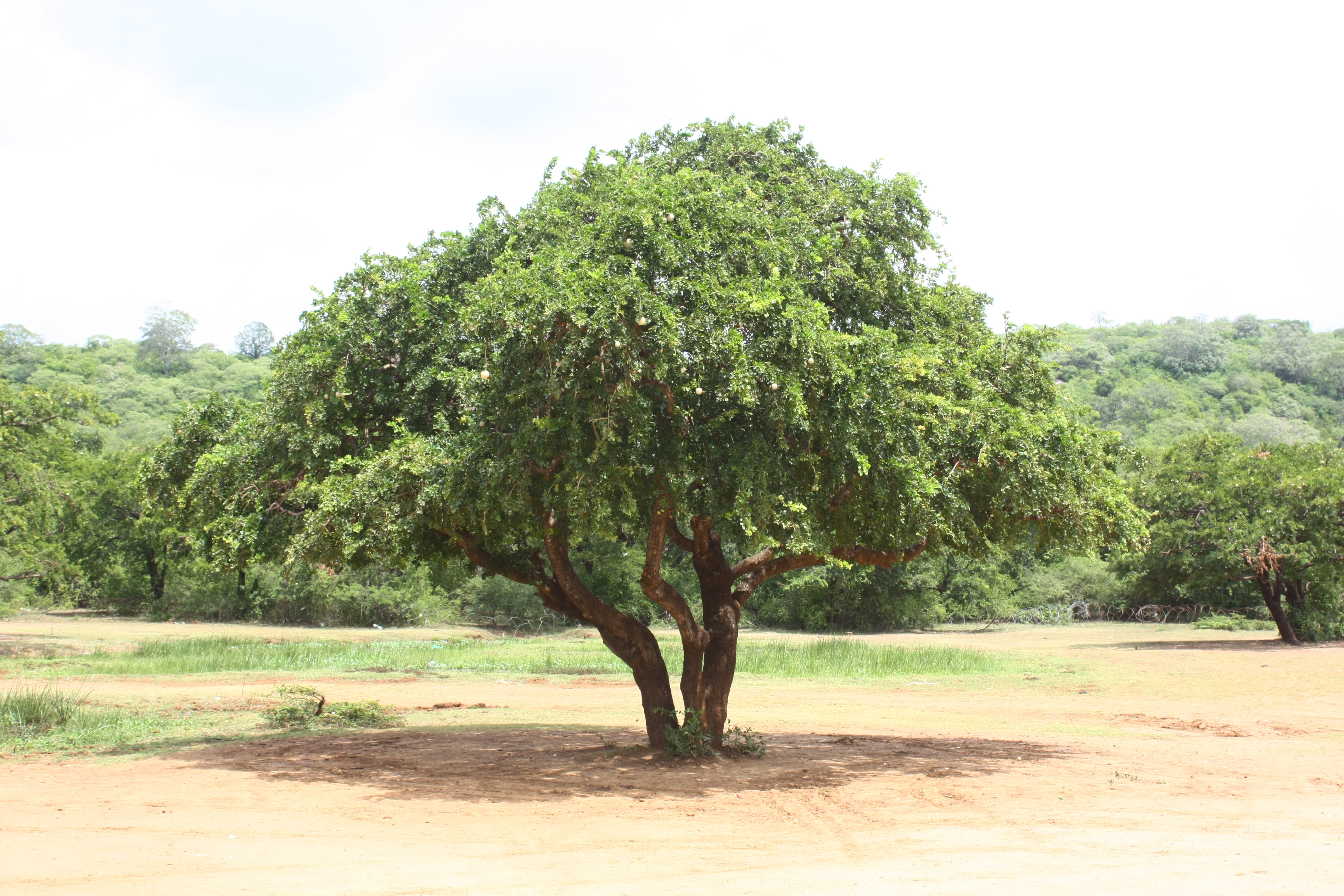 Wood apple tree in a Bundelkhand orchard