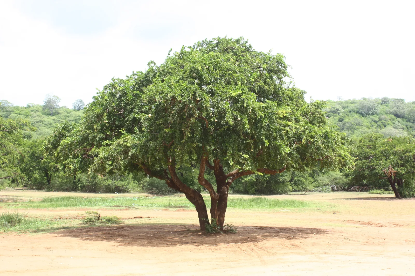 Wood apple tree in a Bundelkhand orchard